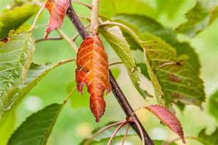 Image result for Fig Tree Diseases