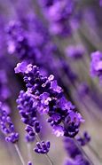 Image result for Lavender Purple