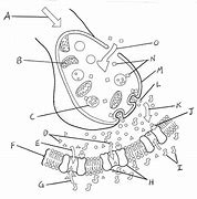 Image result for Synapse Diagram