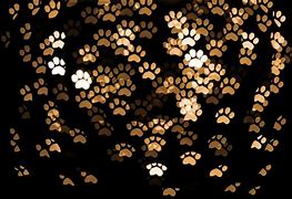 Image result for Gold Paw Print Black Background