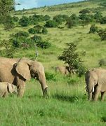 Image result for Habitat Ellie The Elephant