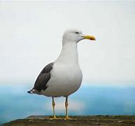 Image result for Seagull PMG