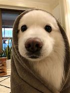 Image result for Very Cute Doggos