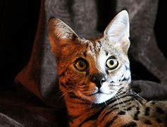 Image result for Fat Serval