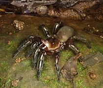 Image result for Trapdoor Spider Cute