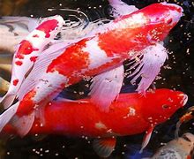 Image result for Striped Koi Carp