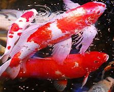 Image result for Biological Illustration of a Koi Carp