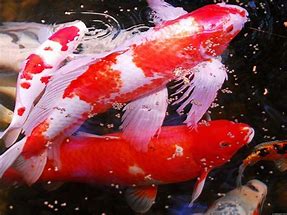 Image result for 13 Koi Carp Image