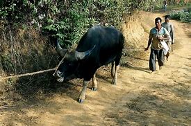 Image result for Gayal Animal