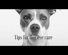 Image result for Clean Dog Eye