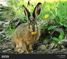 Image result for Hare Eating