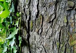 Image result for ivy tree bark