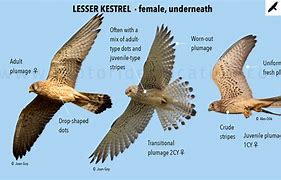 Image result for Lesser Kestrel Female