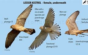 Image result for Common Kestrel Female