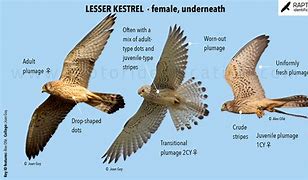 Image result for Eurasian Kestrel Female