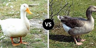 Image result for Ted vs Goose