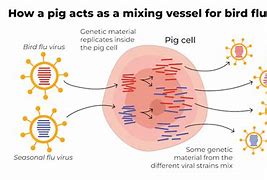 Image result for Pig Flu Symptoms