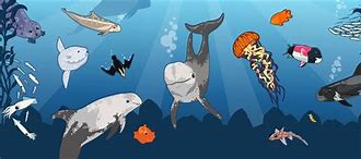 Image result for Marine Mammal Science