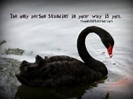 Image result for Black Swan Quotes