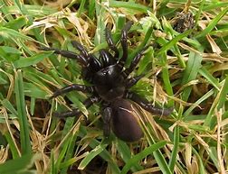 Image result for Trap Door Spider New England