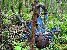 Image result for Blue Coconut Crab