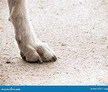 Image result for Dog Eating Foot