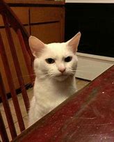 Image result for Angry Cat Hiding Meme