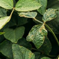 Image result for Oak Tree Mites