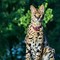 Image result for Serval Cat One Year Old