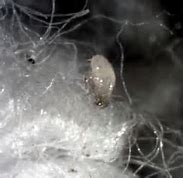 Image result for Fungus Mites