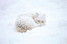 Image result for Baby Wolf Husky Snow