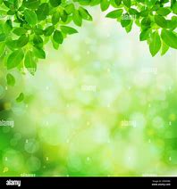 Image result for Decorative Green Borders