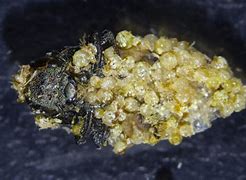 Image result for Harvest Mite