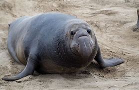 Image result for Elephant Seal Nose