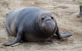 Image result for Male Elephant Seal