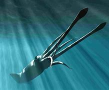 Image result for Deep Sea Colossal Squid