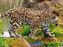 Image result for Were-Jaguar