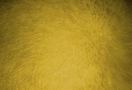 Image result for Yellow Fur Texture