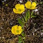 Image result for Tundra Flora