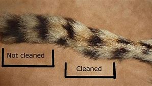 Image result for Serval Tail