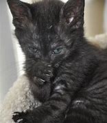 Image result for Black Cat with Shades