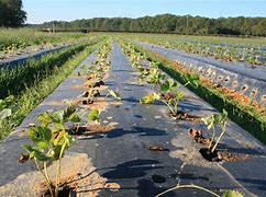 Image result for Strawberry Planting Zones