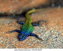 Image result for Flat Lizard Animal Species