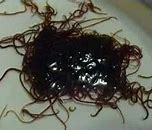 Image result for Black with Purple Plastic Worms