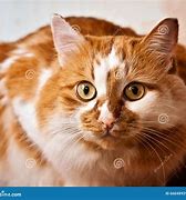 Image result for Dappled Red Cat