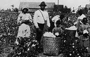 Image result for Black Person Harvesting Cotton