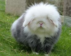 Image result for Fluffy Rabbit