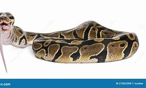 Image result for Python Eating Mouse