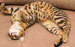 Image result for Half Bengal Cat