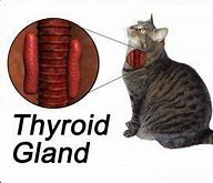 Image result for Cat Thyroid Tumor